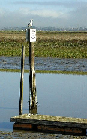 GULL_ON_POLE