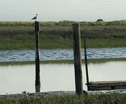 GULL_ON_POLE2