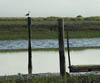 GULL_ON_POLE2